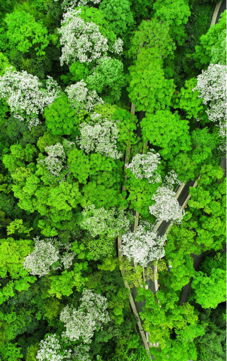 贵阳生态环境保护中的司法力量：守护绿水青山的坚实防线